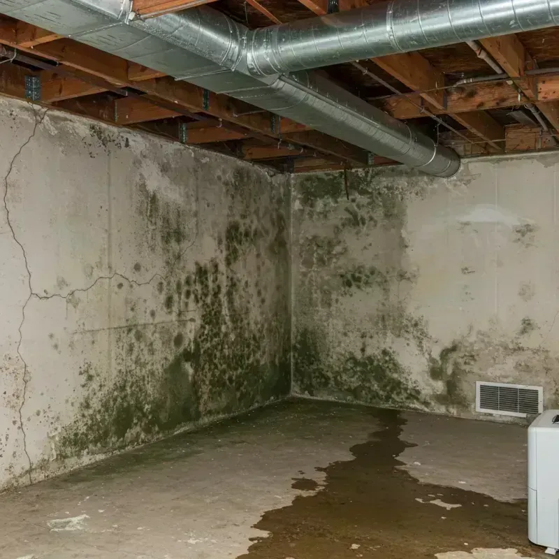 Professional Mold Removal in Leesport, PA